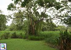 Mit Schwimmpflanzen bedeckter Tümpel unter großem Baum