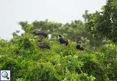 Eine Gruppe Hornwehrvögel (Anhima cornuta) auf einem Busch