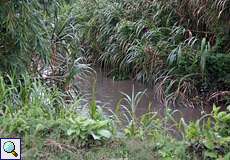 In der Trockenzeit führt der Río Yarakuy nur wenig Wasser