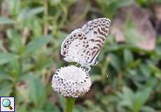 Leptotes cassius im Sumpfgebiet