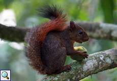 Rotschwanzhörnchen (Red-tailed Squirrel, Sciurus granatensis)