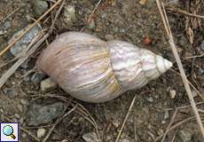 Große Achatschnecke (Giant African Land Snail, Achatina fulica)