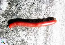 Erdbeer-Bandfüßer (Rusty Millipede, Trigoniulus corallinus)