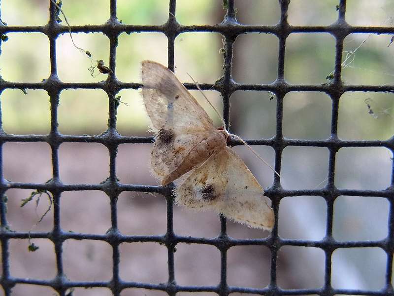 Unbestimmte Falterart Nr. 23/Unidentified species No. 23