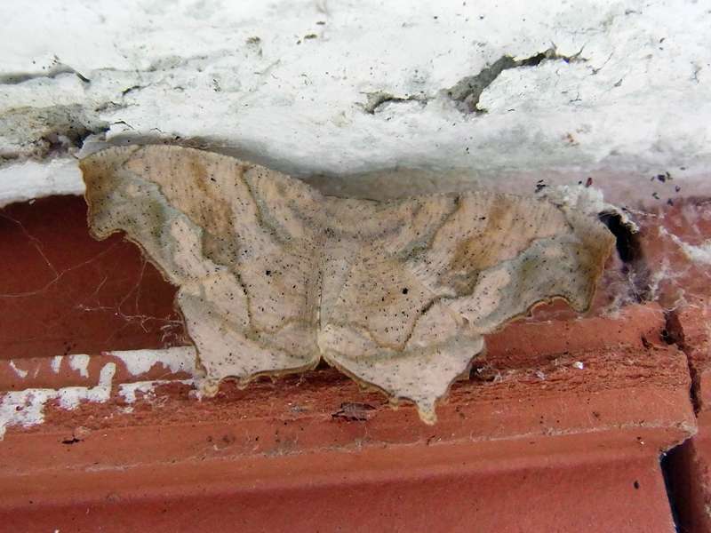 Unbestimmte Falterart Nr. 24/Unidentified species No. 24