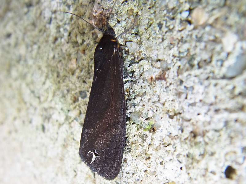 Unbestimmte Falterart Nr. 25/Unidentified species No. 25