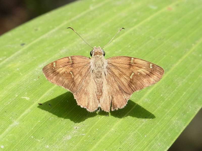 Unbestimmte Falterart Nr. 379/Unidentified species No. 379 (Cogia hippalus?)