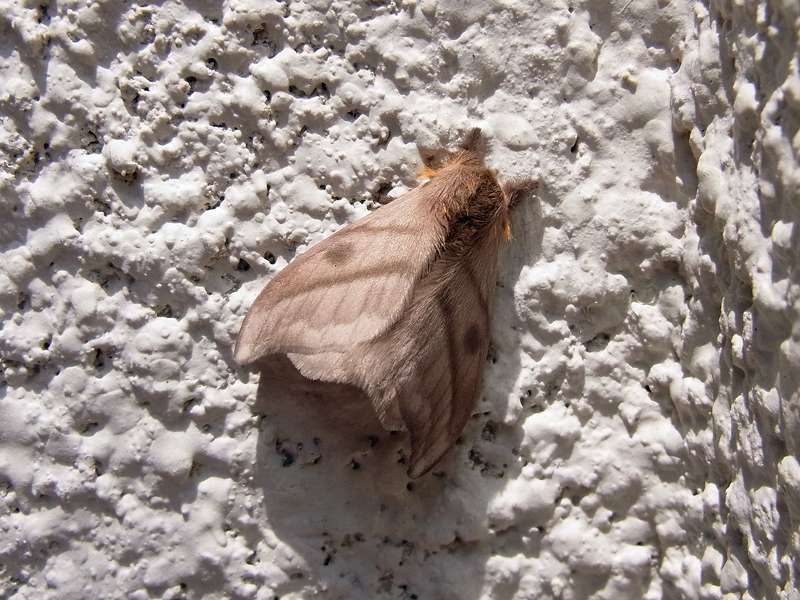 Unbestimmte Falterart Nr. 3/Unidentified species No. 3, Hylesia sp.
