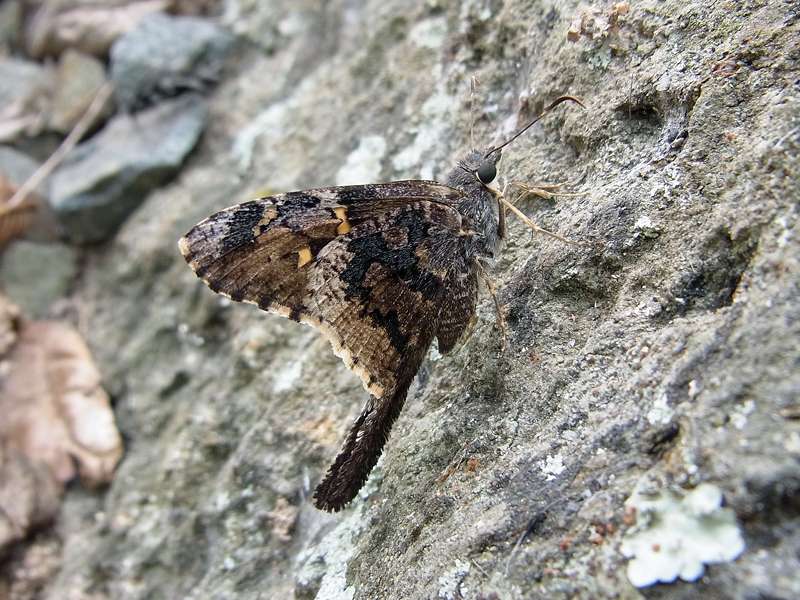 Unbestimmte Falterart Nr. 33/Unidentified species No. 33