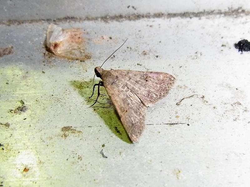 Unbestimmte Falterart Nr. 41/Unidentified species No. 41