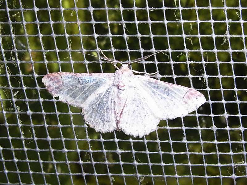 Unbestimmte Falterart Nr. 45/Unidentified species No. 45