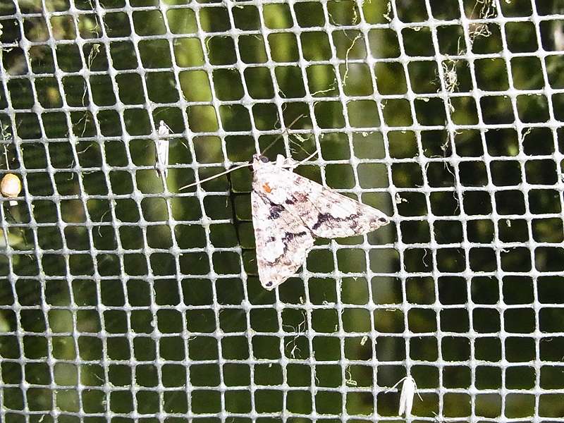 Unbestimmte Falterart Nr. 47/Unidentified species No. 47