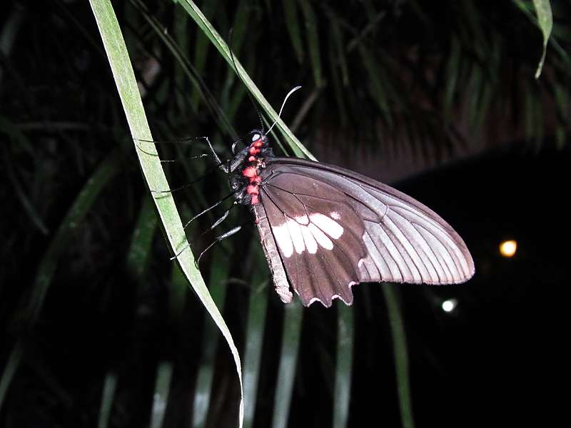 Unbestimmte Falterart Nr. 51/Unidentified species No. 51, Parides aglaope?