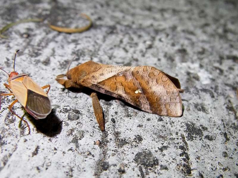 Unbestimmte Falterart Nr. 36/Unidentified species No. 36, Phialuse sp.