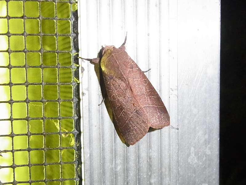 Unbestimmte Falterart Nr. 60/Unidentified species No. 60