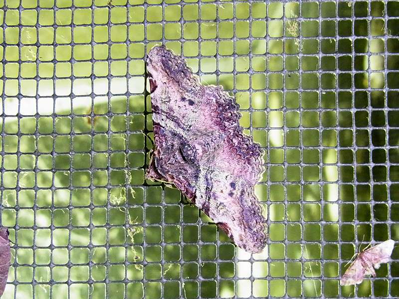 Unbestimmte Falterart Nr. 61/Unidentified species No. 61