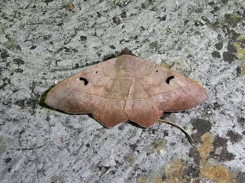 Unbestimmte Falterart Nr. 71/Unidentified species No. 71