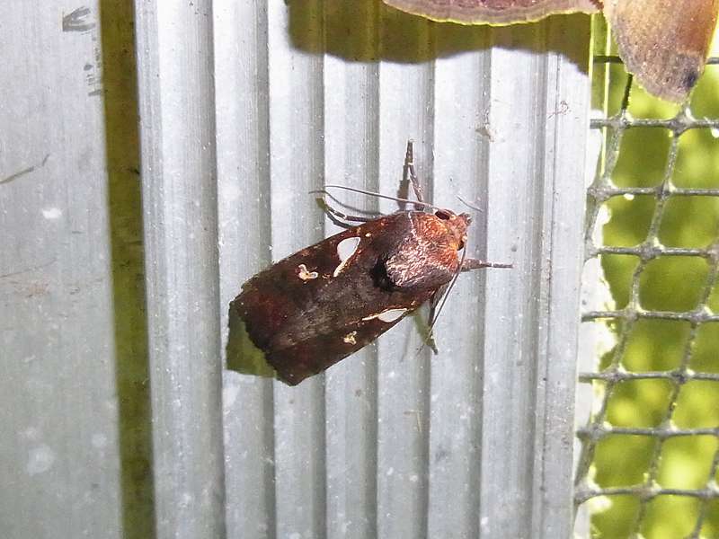 Unbestimmte Falterart Nr. 73/Unidentified species No. 73