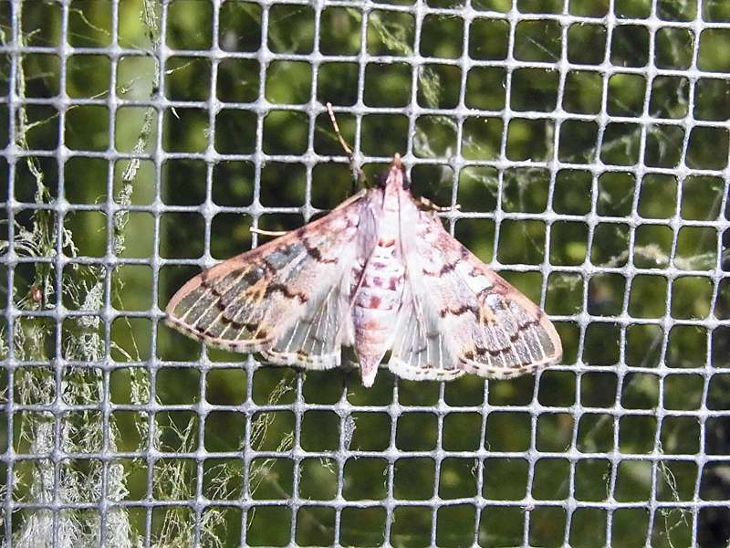 Unbestimmte Falterart Nr. 78/Unidentified species No. 78