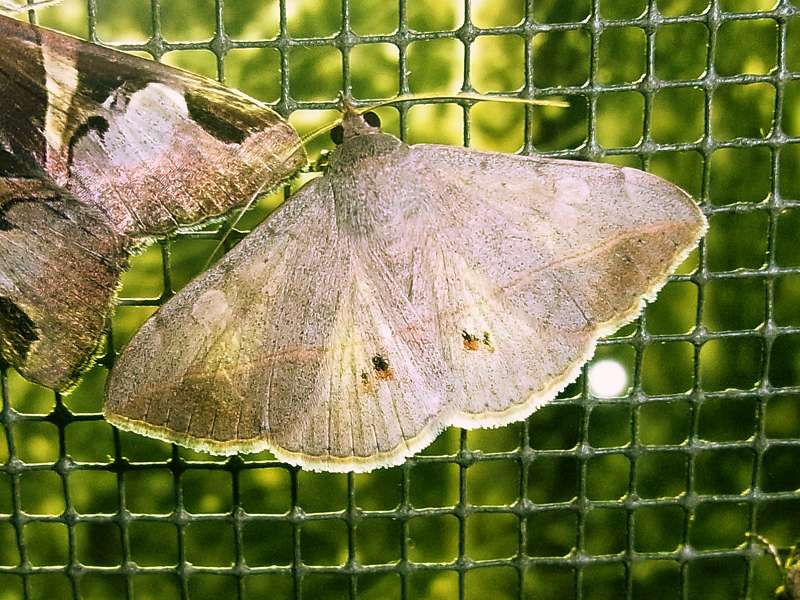 Unbestimmte Falterart Nr. 79/Unidentified species No. 79