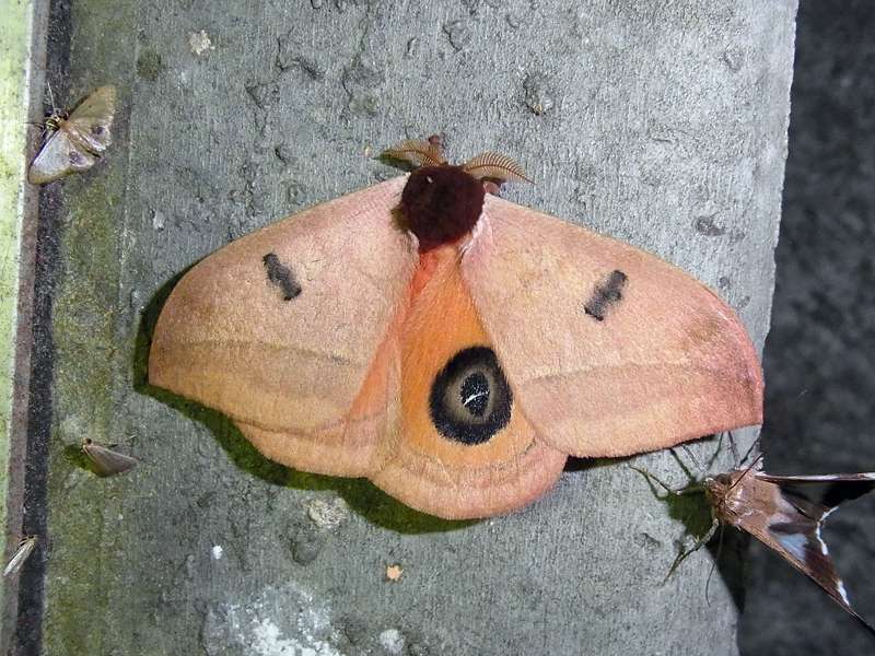 Unbestimmte Falterart Nr. 97/Unidentified species No. 97