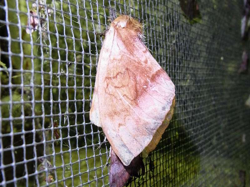 Unbestimmte Falterart Nr. 105/Unidentified species No. 105