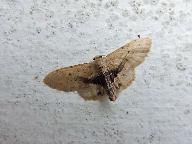Unbestimmte Falterart Nr. 108/Unidentified species No. 108