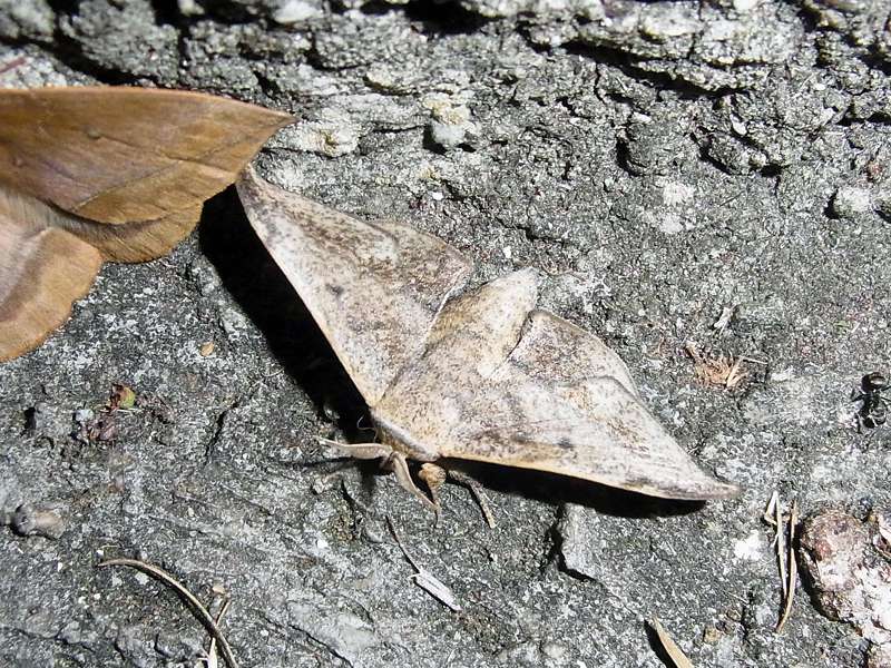 Unbestimmte Falterart Nr. 7/Unidentified species No. 7