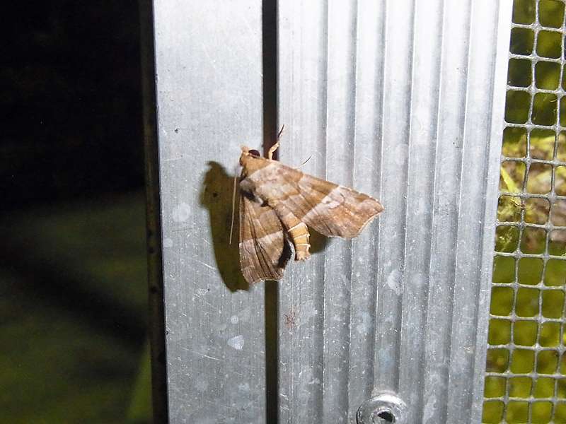 Unbestimmte Falterart Nr. 122/Unidentified species No. 122