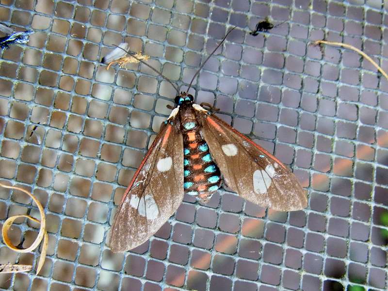 Unbestimmte Falterart Nr. 127/Unidentified species No. 127