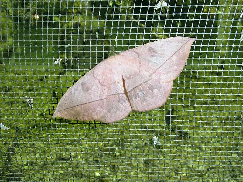 Unbestimmte Falterart Nr. 133/Unidentified species No. 133