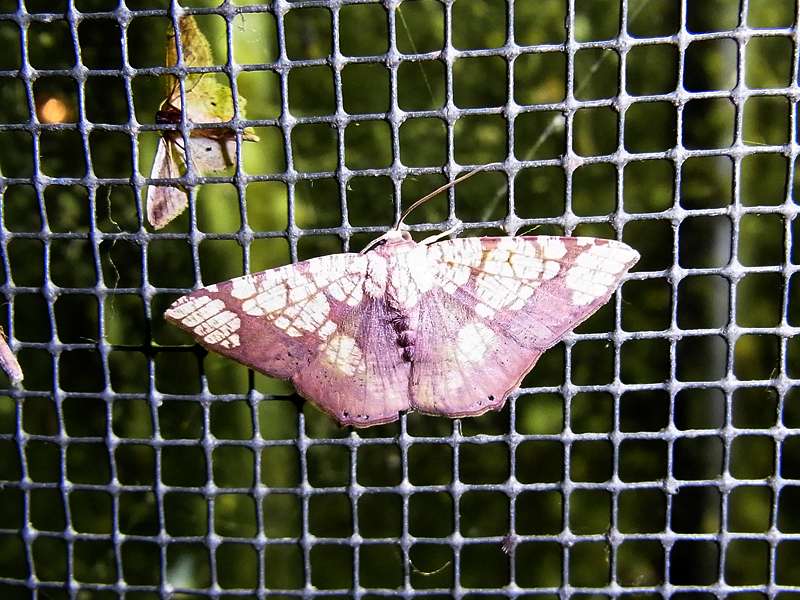 Unbestimmte Falterart Nr. 135/Unidentified species No. 135