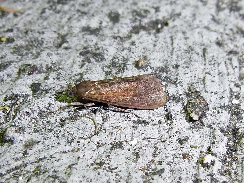 Unbestimmte Falterart Nr. 139/Unidentified species No. 139