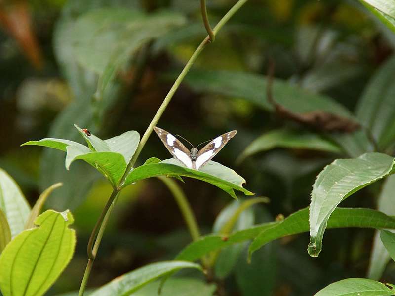 Unbestimmte Falterart Nr. 153/Unidentified species No. 153