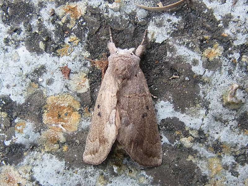Unbestimmte Falterart Nr. 156/Unidentified species No. 156