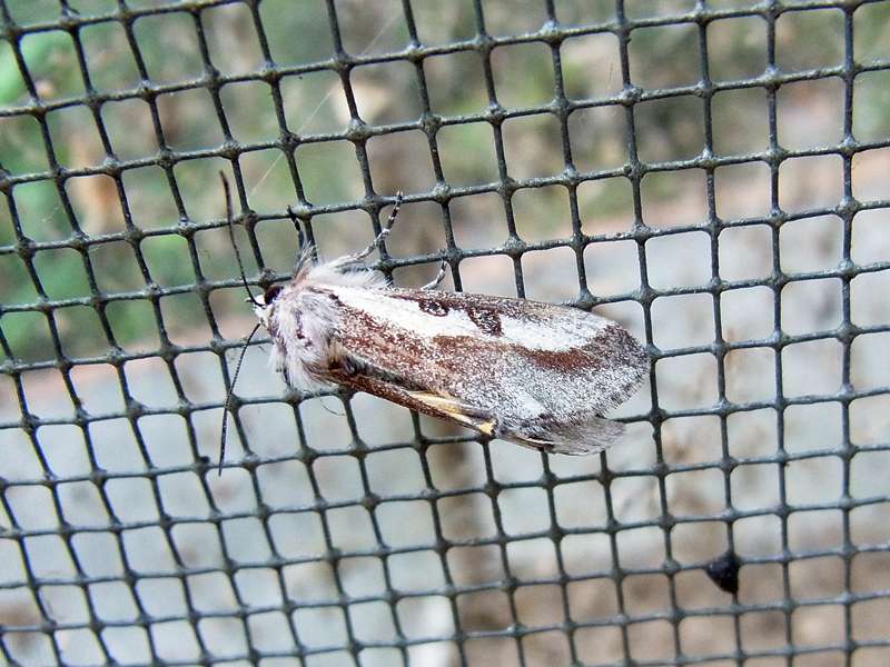 Unbestimmte Falterart Nr. 160/Unidentified species No. 160