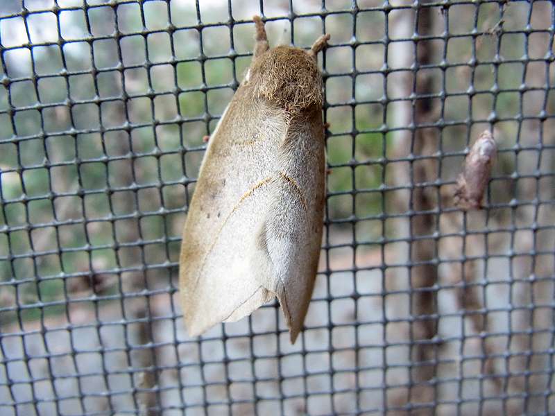 Unbestimmte Falterart Nr. 159/Unidentified species No. 159