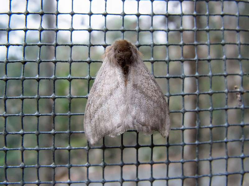 Unbestimmte Falterart Nr. 162/Unidentified species No. 162