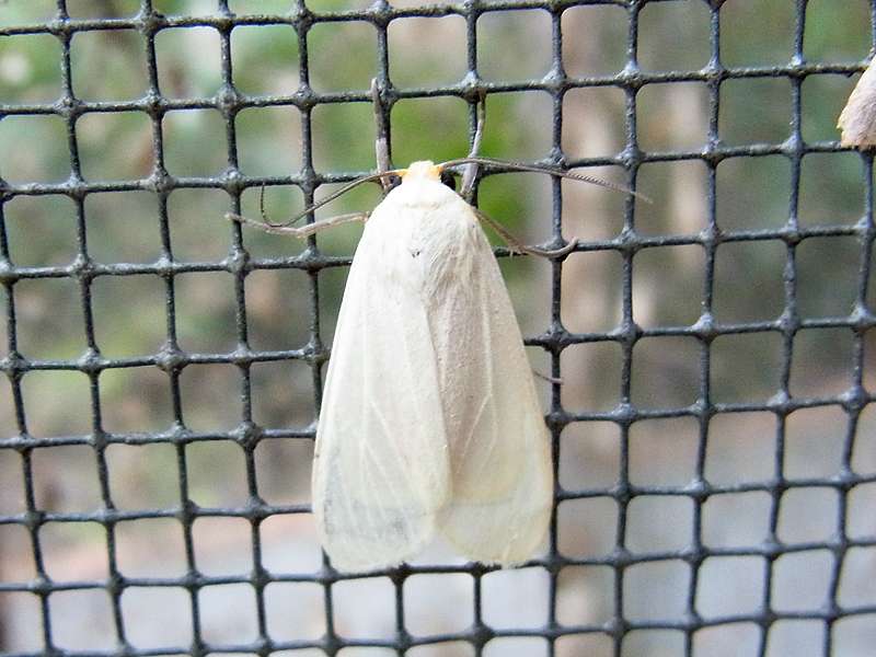 Unbestimmte Falterart Nr. 163/Unidentified species No. 163