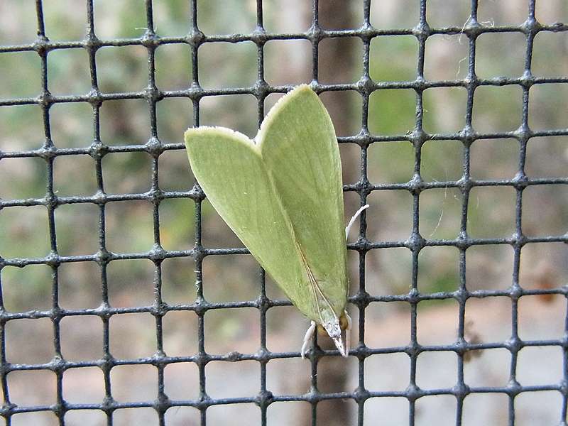 Unbestimmte Falterart Nr. 164/Unidentified species No. 164