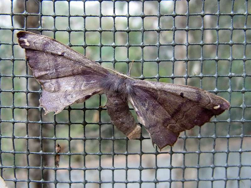 Unbestimmte Falterart Nr. 103/Unidentified species No. 103