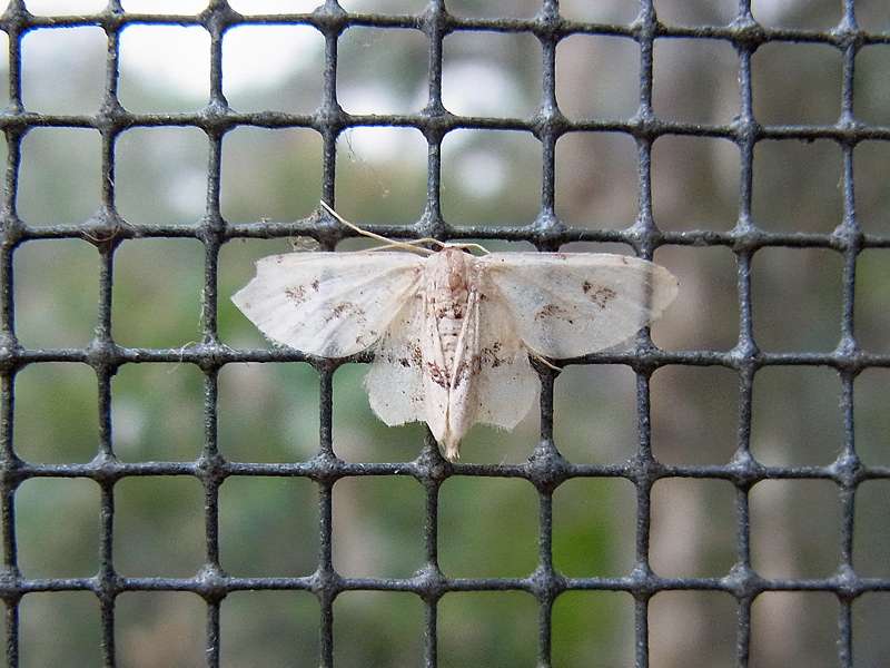 Unbestimmte Falterart Nr. 165/Unidentified species No. 165