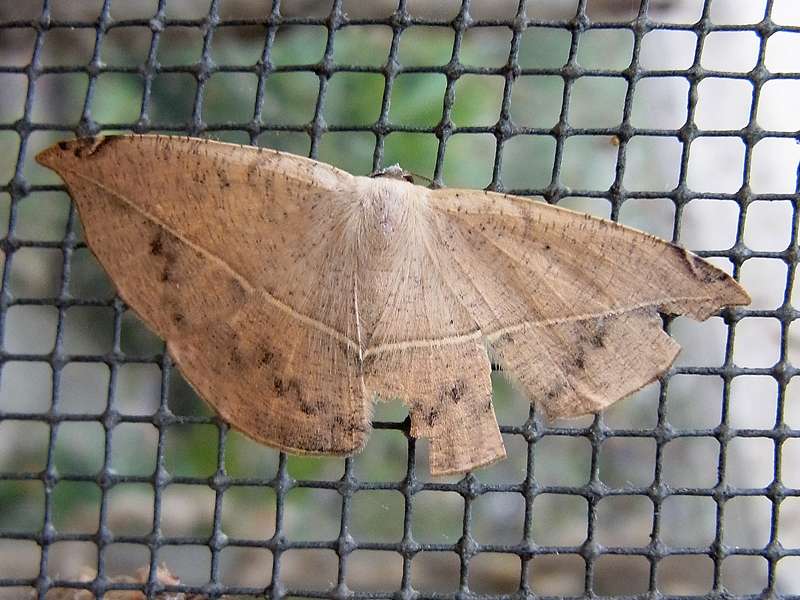 Unbestimmte Falterart Nr. 166/Unidentified species No. 166