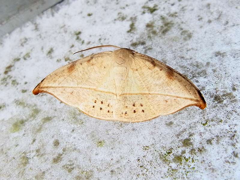 Unbestimmte Falterart Nr. 70/Unidentified species No. 70