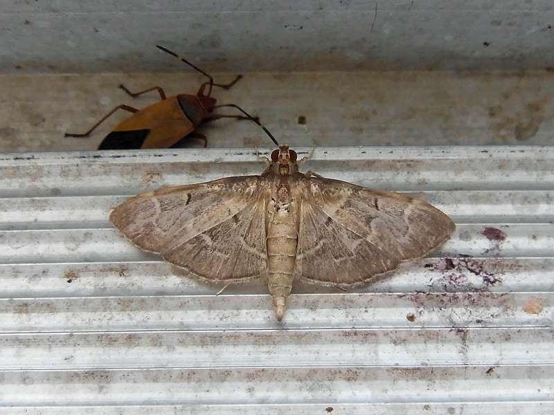 Unbestimmte Falterart Nr. 172/Unidentified species No. 172