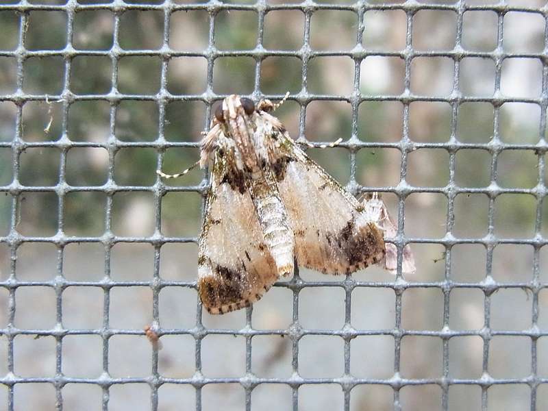 Unbestimmte Falterart Nr. 174/Unidentified species No. 174
