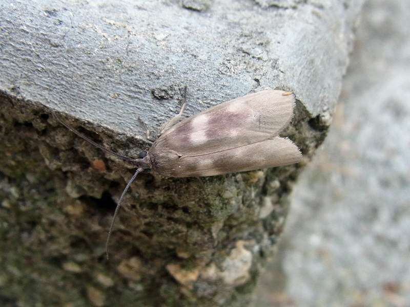 Unbestimmte Falterart Nr. 175/Unidentified species No. 175
