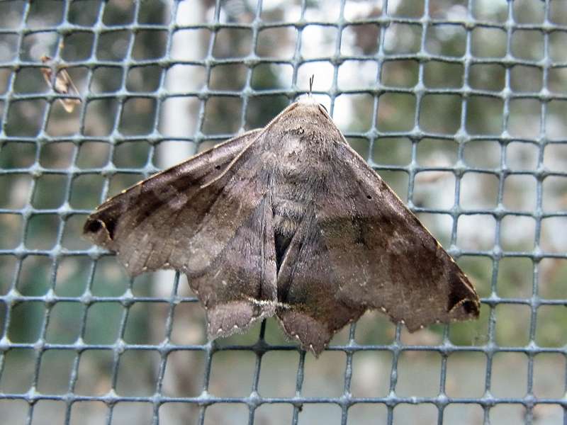 Unbestimmte Falterart Nr. 176/Unidentified species No. 176