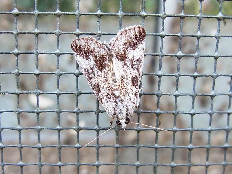 Unbestimmte Falterart Nr. 177/Unidentified species No. 177