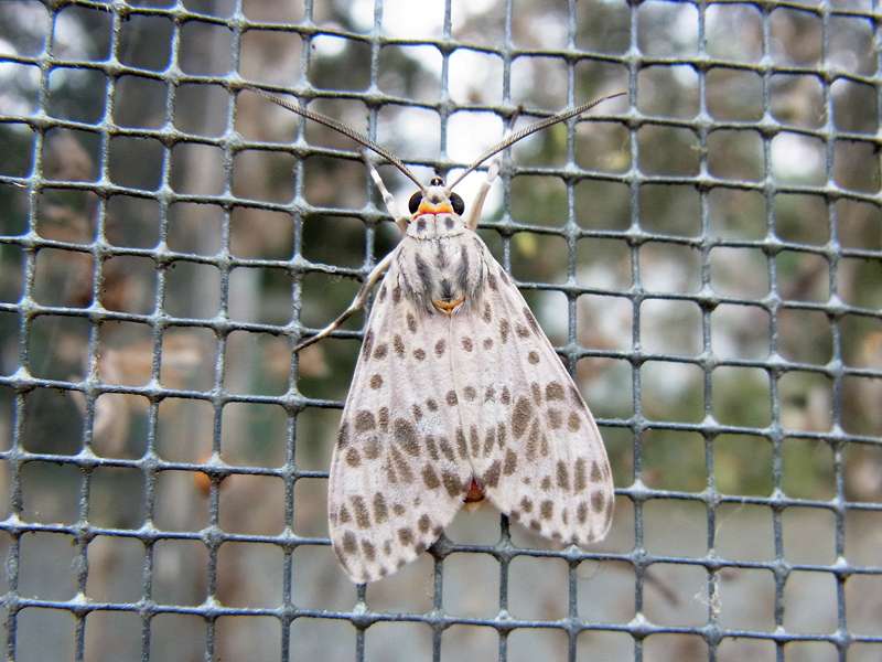 Unbestimmte Falterart Nr. 178/Unidentified species No. 178